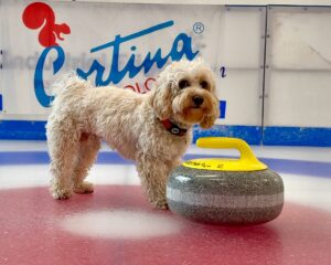 Cane Chico curling