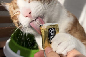 Da Kit Cat quattro formule grain free di snack semiumidi per gatti