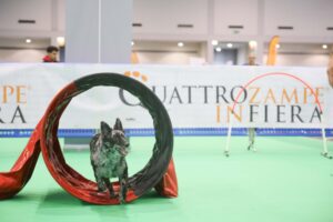 Quattrozampe in fiera